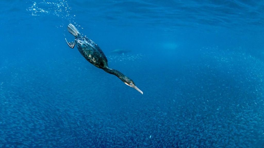 Ortuť v oceánoch je horšia, než sme si mysleli. Vedci použili netradičnú metódu