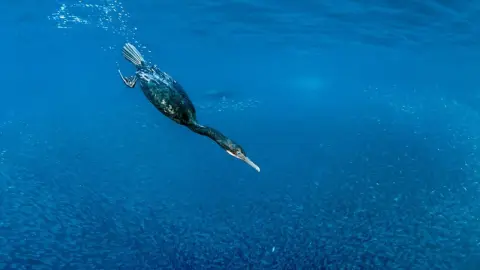 Ortuť v oceánoch je horšia, než sme si mysleli. Vedci použili netradičnú metódu