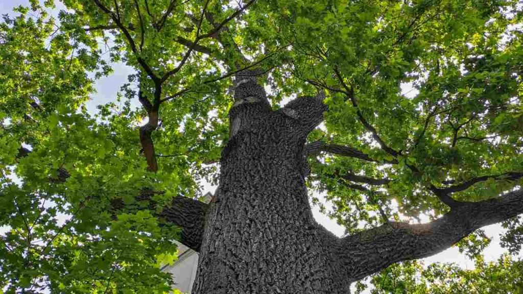 Prelom v biopalivách? Vedci chcú vyrábať energiu z drevného odpadu efektívnejšie než kedykoľvek predtým