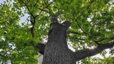Prelom v biopalivách? Vedci chcú vyrábať energiu z drevného odpadu efektívnejšie než kedykoľvek predtým