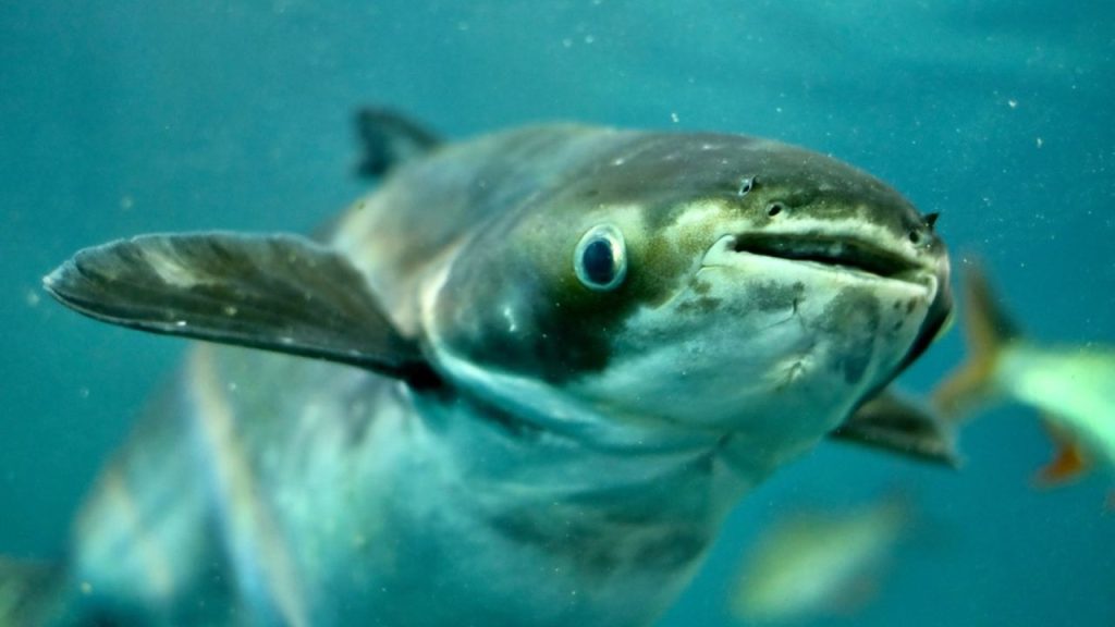 Tou legendárnou príšerou bol 100-kilogramový sumec. Objav prekvapil rybárov