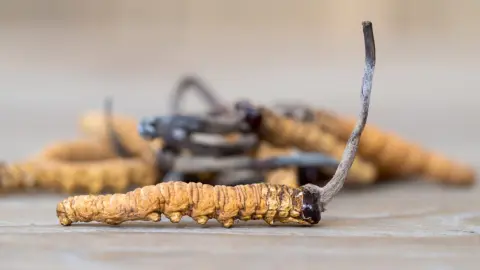 Huba rastie z hlavy obete. Za 1 kg si môžete kúpiť byt