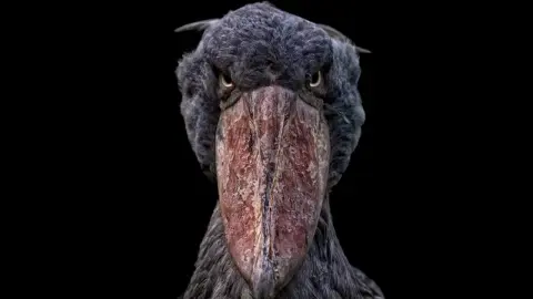 Vyzerá ako lietajúci dinosaurus. Loví malé krokodíly a už v hniezde zabíja vlastných súrodencov