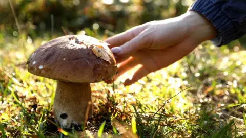 Skúsení hubári pred zberom poklepú na klobúk huby. Nerobia to náhodou