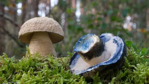 Okamžite mení farbu. Nájsť ho v lese je ako vyhrať v lotérii