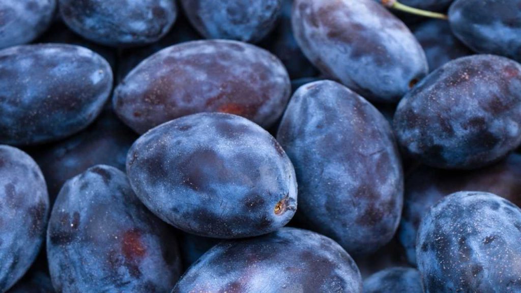 Ilustračná fotografia: Čerstvé slivky sú zdrojom vlákniny, sorbitolu a antioxidantov a môžu podporovať prirodzenú činnosť čriev. Foto: Holiday.Photo.Top / Shutterstock