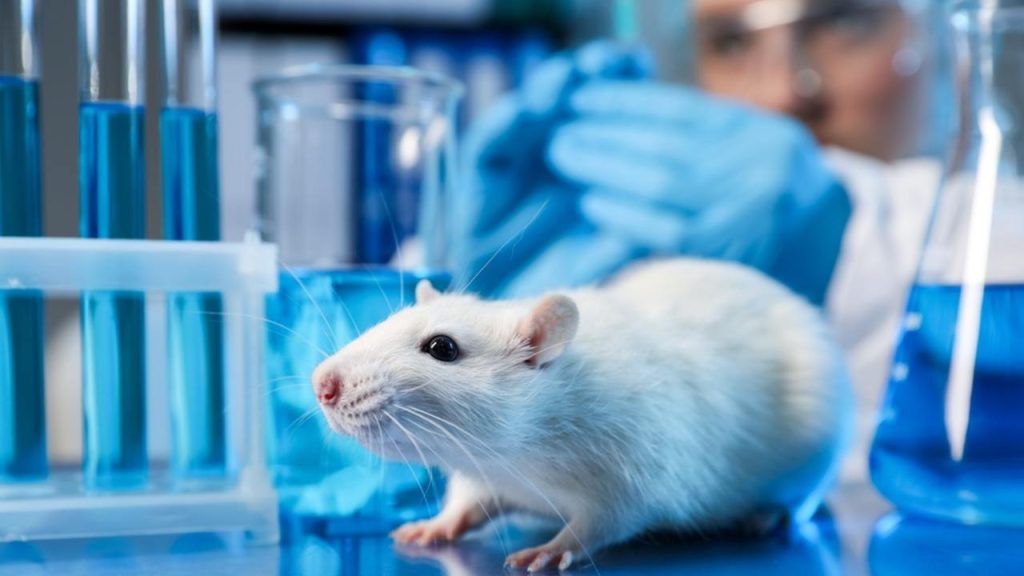 Ilustračná fotografia: Laboratórny potkan počas vedeckého výskumu. Vedci pri experimentoch na hlodavcoch zistili, že staršie transplantované srdcia v mladších organizmoch vykazovali známky biologického omladenia, zatiaľ čo mladé srdcia v starších telách biologicky starli rýchlejšie. Foto: New Africa / Shutterstock