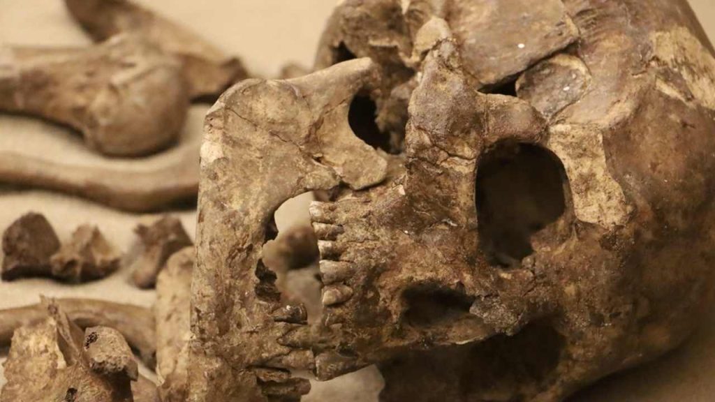 Ilustračná fotografia: Staroveké ľudské kostrové pozostatky s viditeľnou lebkou vystavené v archeologickej expozícii múzea Omniverse v holandskom Haagu. Nový výskum lebiek starých približne 5 000 rokov z egyptského pohrebiska Abydos odhalil stopy vážnych poranení, ktoré podporujú hypotézu o rituálnom zabíjaní služobníkov prvých egyptských panovníkov. Foto: Yuliia24 / Shutterstock.com