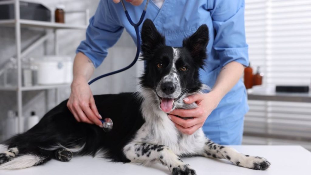 Ilustračná fotografia: Veterinár vyšetruje psa v ambulancii. Ak pes zje čokoládu, je dôležité čo najskôr kontaktovať veterinára, aj keď zatiaľ nevykazuje príznaky otravy. Tie sa totiž môžu objaviť až po niekoľkých hodinách. Včasná odborná pomoc môže zabrániť vážnym zdravotným komplikáciám. Foto: New Africa / Shutterstock